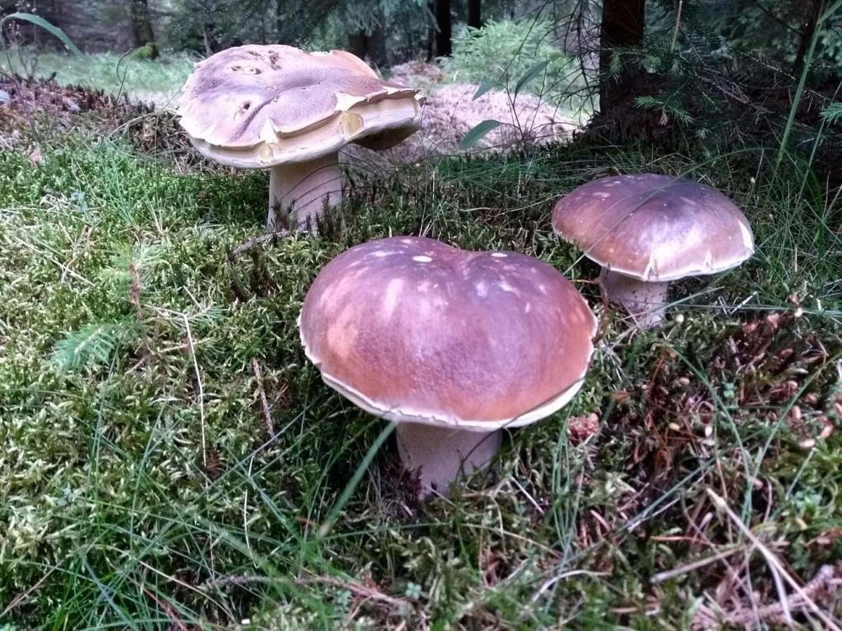 Chalupa Měděnecká Kovářská Exterior foto